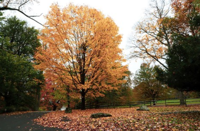 Fall Scene