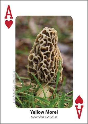 Mushrooms Playing Cards. Learn while you play. Full deck.