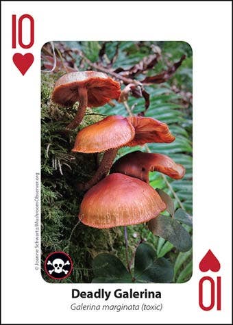 Mushrooms Playing Cards. Learn while you play. Full deck.