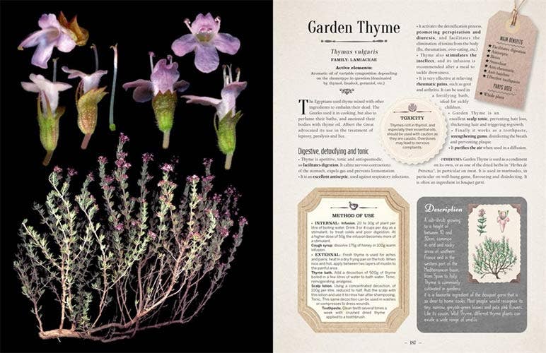 100 Plants That Heal:  Illustrated Herbarium Medicinal Plant