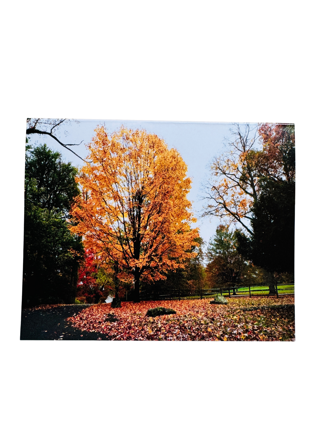 Fall Feels Card
