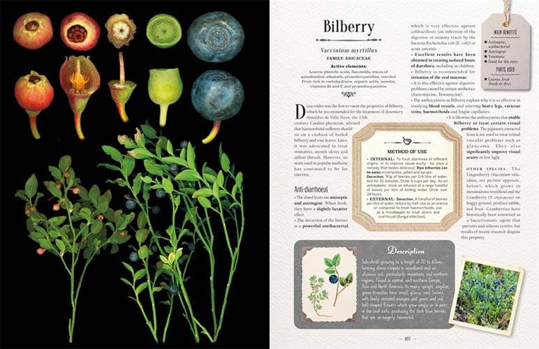 100 Plants That Heal:  Illustrated Herbarium Medicinal Plant