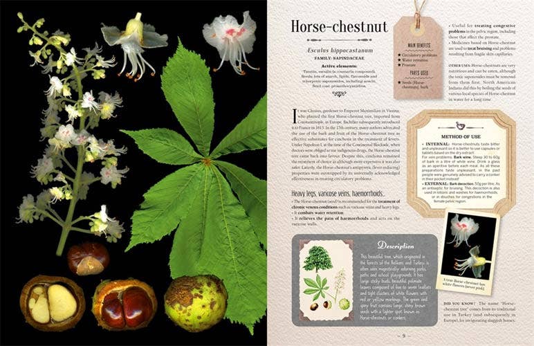 100 Plants That Heal:  Illustrated Herbarium Medicinal Plant