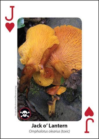 Mushrooms Playing Cards. Learn while you play. Full deck.