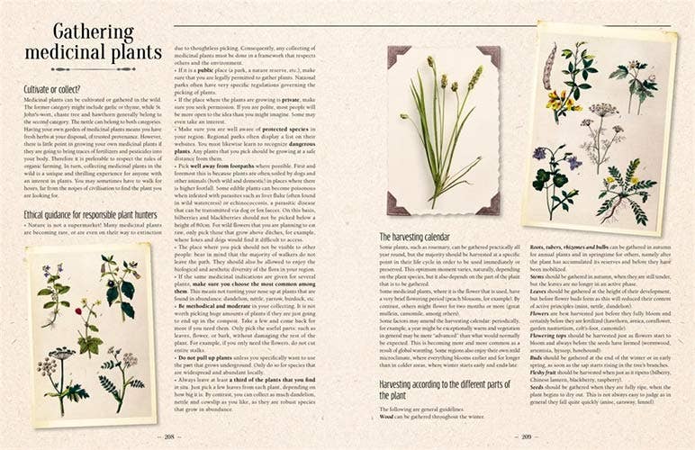 100 Plants That Heal:  Illustrated Herbarium Medicinal Plant