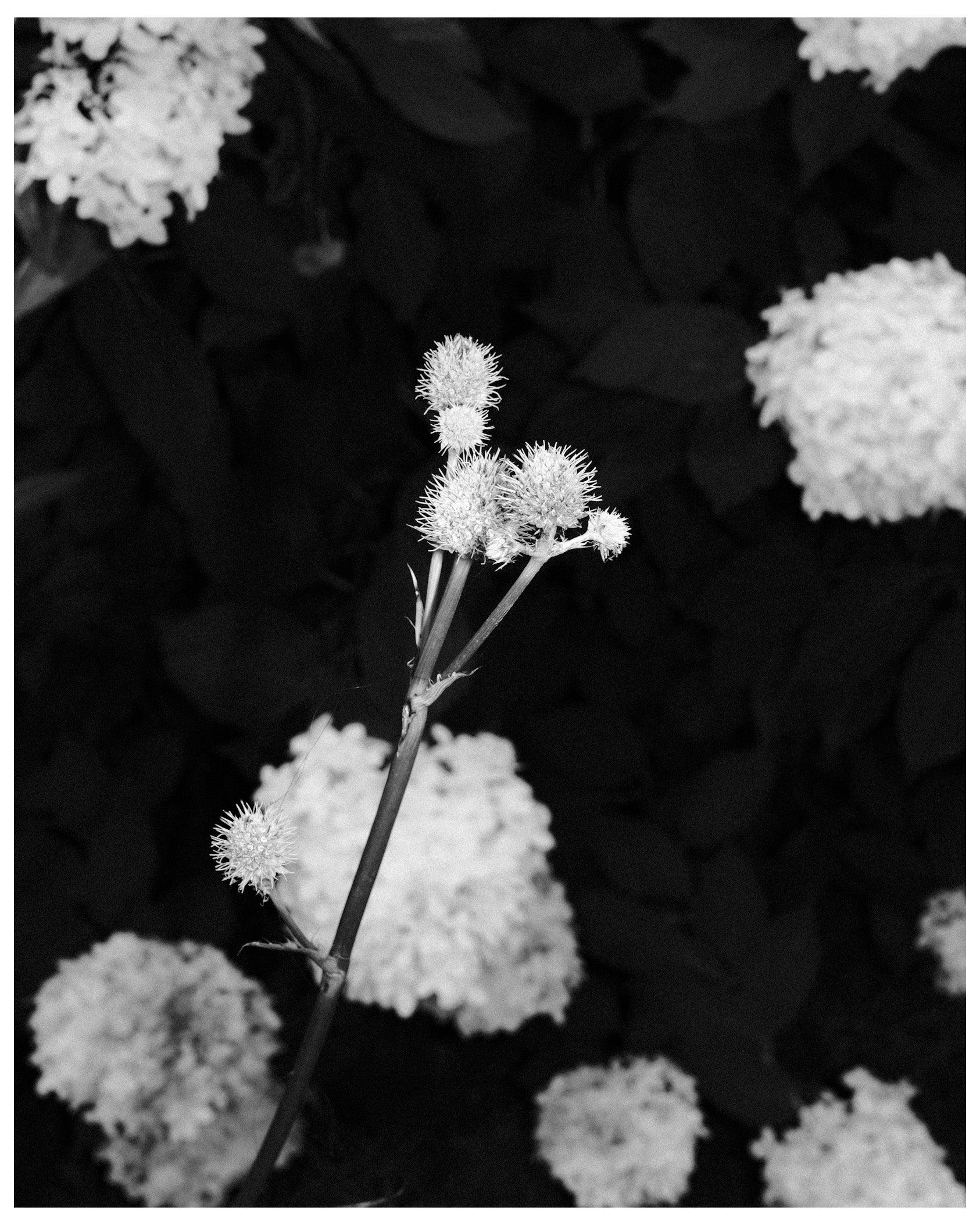 Growing In The Ether